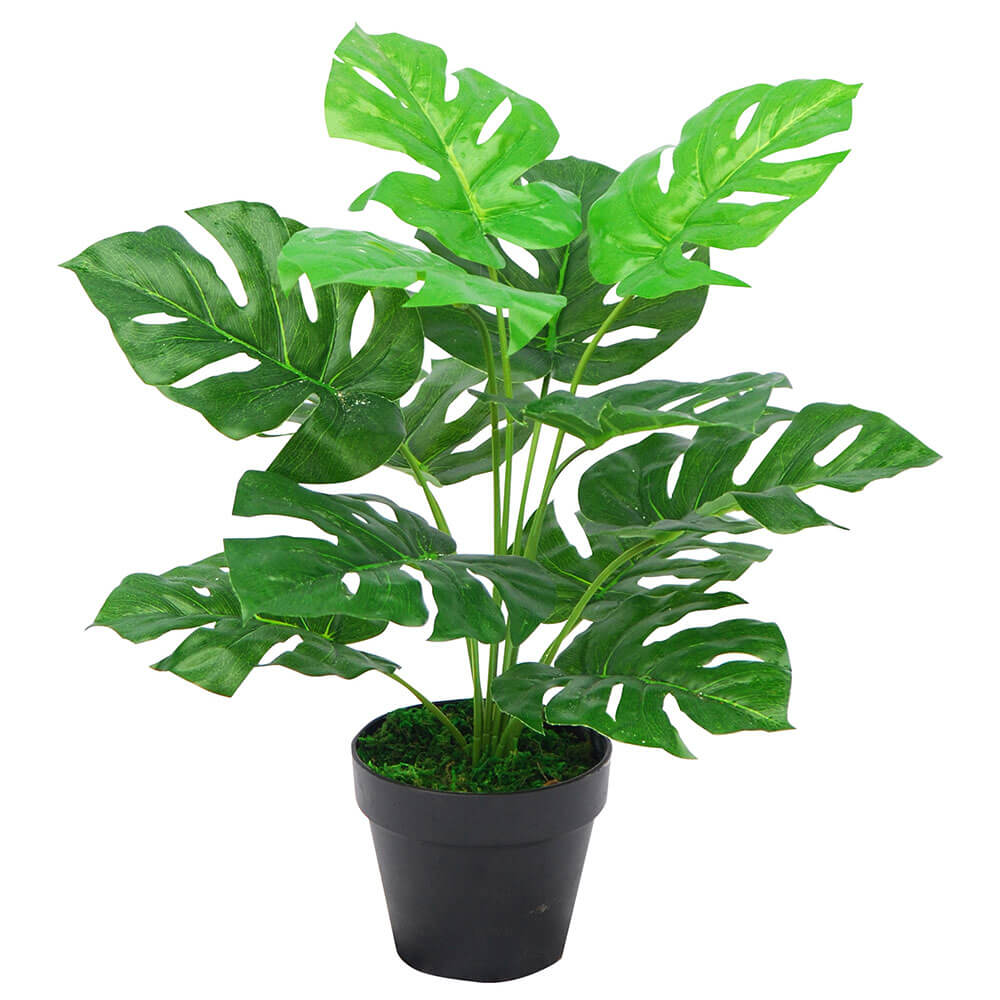 Monstera plante i plastpotte