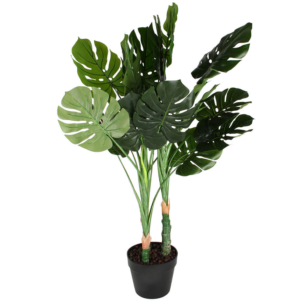 Monstera plante i plastpotte