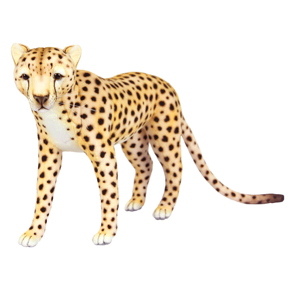 Hansa em pé Cheetah