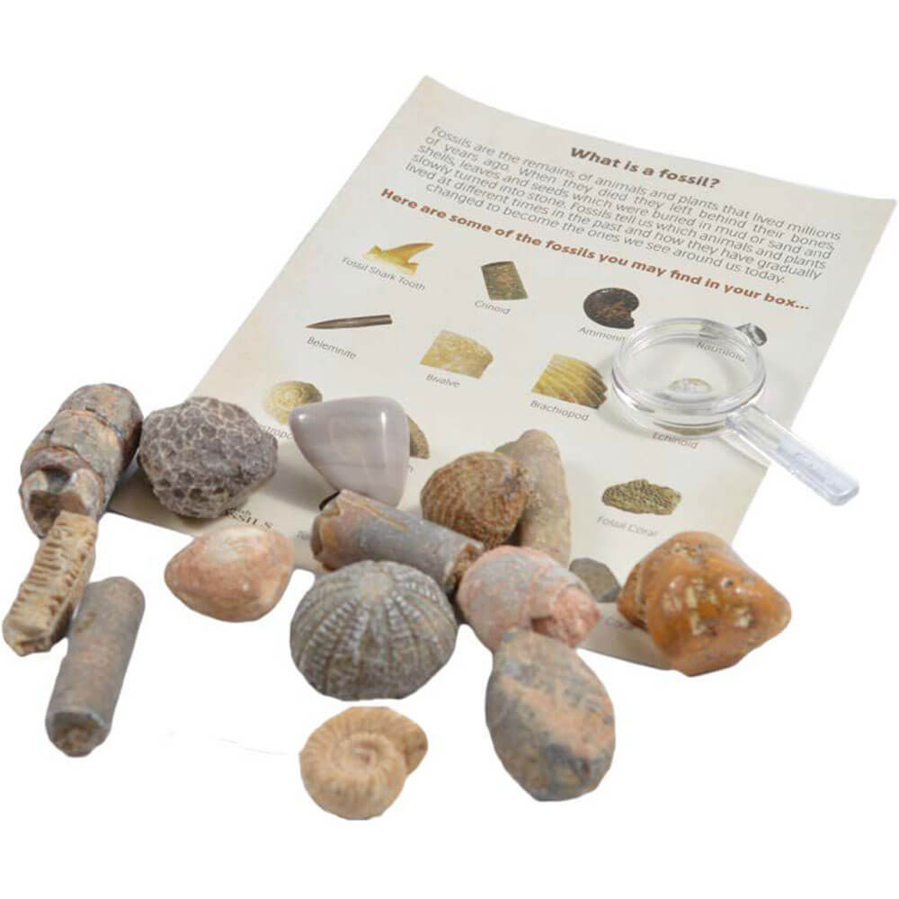 British Fossils Fossil Collection Kit